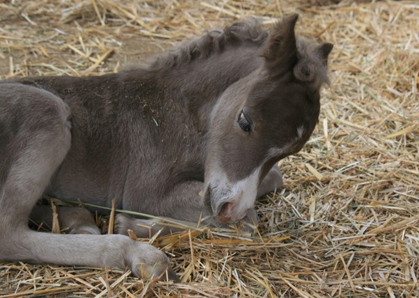 Choosing The Right Bedding For Horses