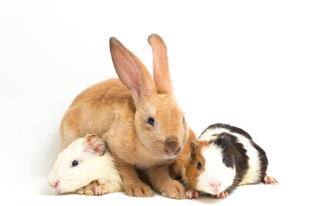 The Best Animal Bedding For Small Pets & Animals