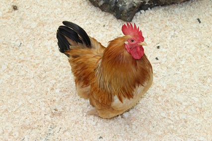 The Benefits Of Wood Shavings As Poultry Bedding For Your Chickens